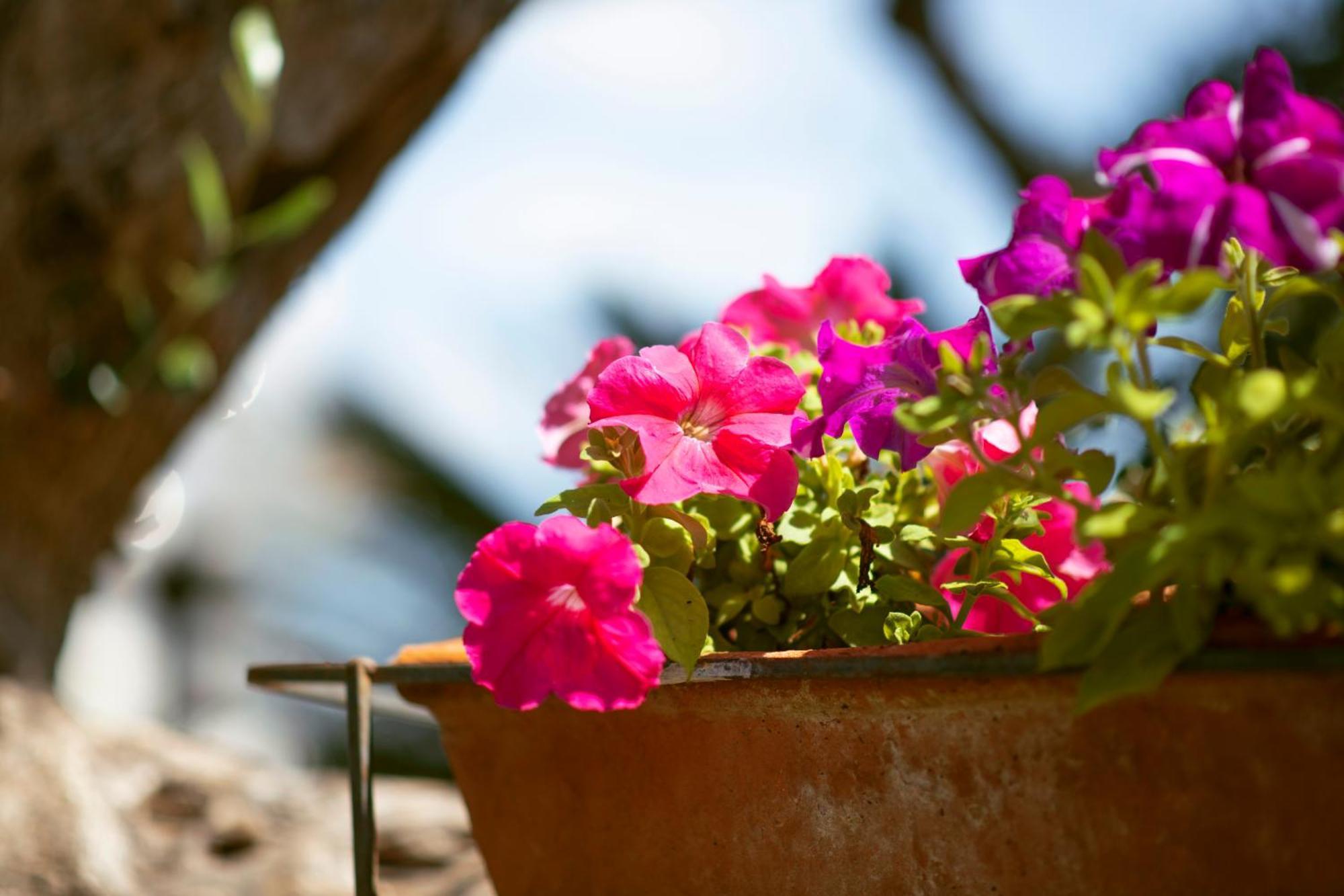Holiday Home Cosimo Locorotondo Εξωτερικό φωτογραφία