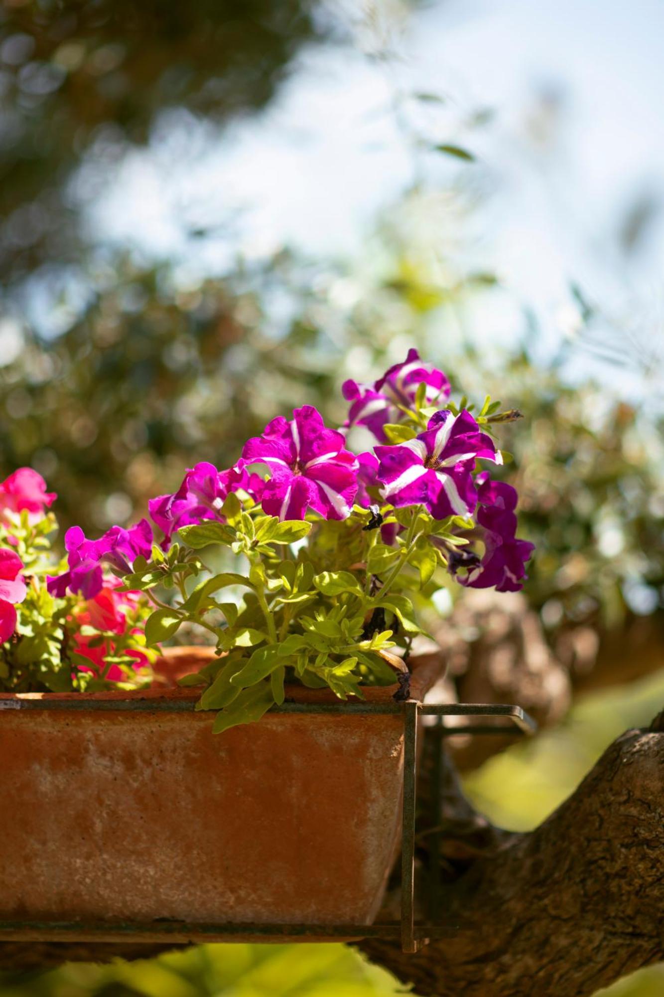 Holiday Home Cosimo Locorotondo Εξωτερικό φωτογραφία